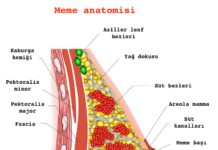 meme anatomisi