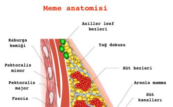 meme anatomisi
