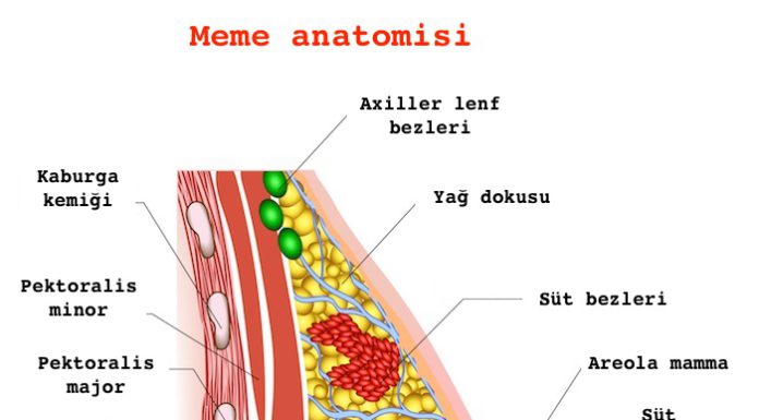 meme anatomisi