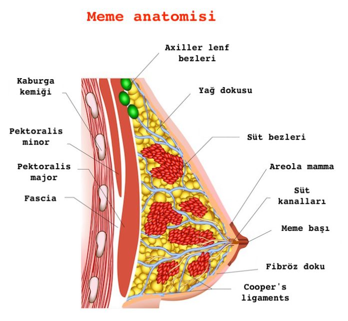 meme anatomisi